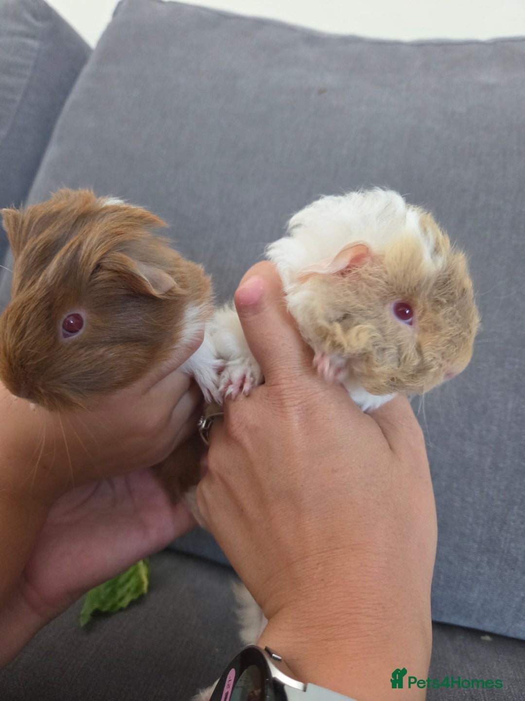 Guinea Pig rodents for sale: Beautiful lilac guinea pigs - Image 8