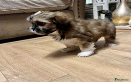 Lhasa Apso dogs for sale: Lhasa apso puppies  - Advert 14