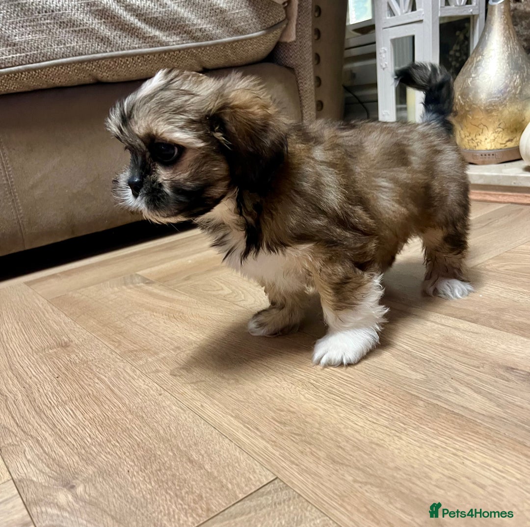 Lhasa Apso dogs for sale: Lhasa apso puppies  - Advert 14