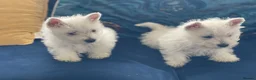 West Highland Terrier dogs for sale: Royal kennel club registered west highland white  - Advert 7