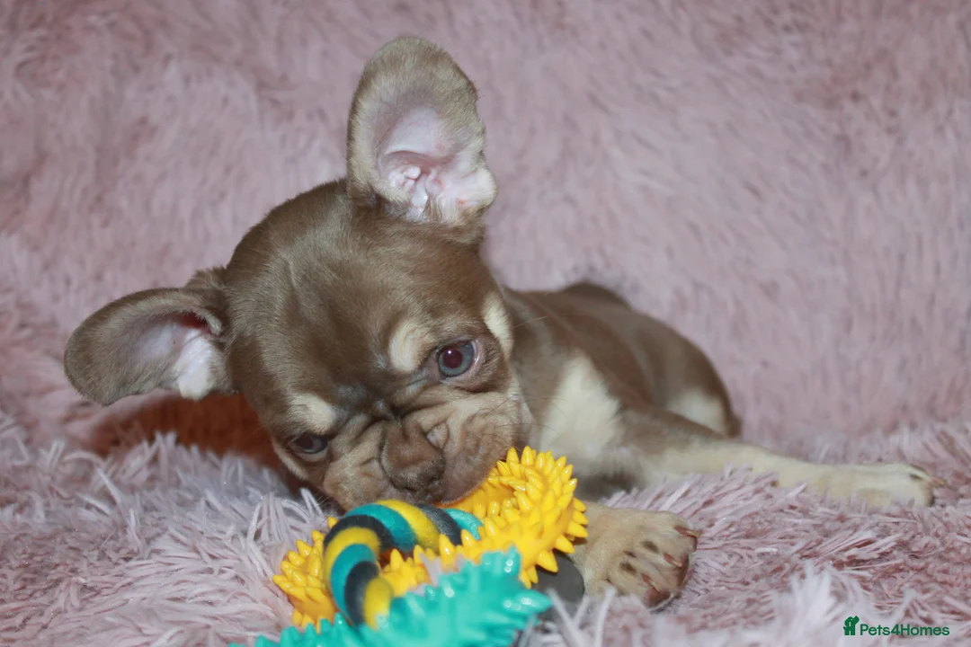 French Bulldog dogs for sale: RARE-NEW SHADE ROJO or LILAC FRENCHIES KC REG - Advert 11
