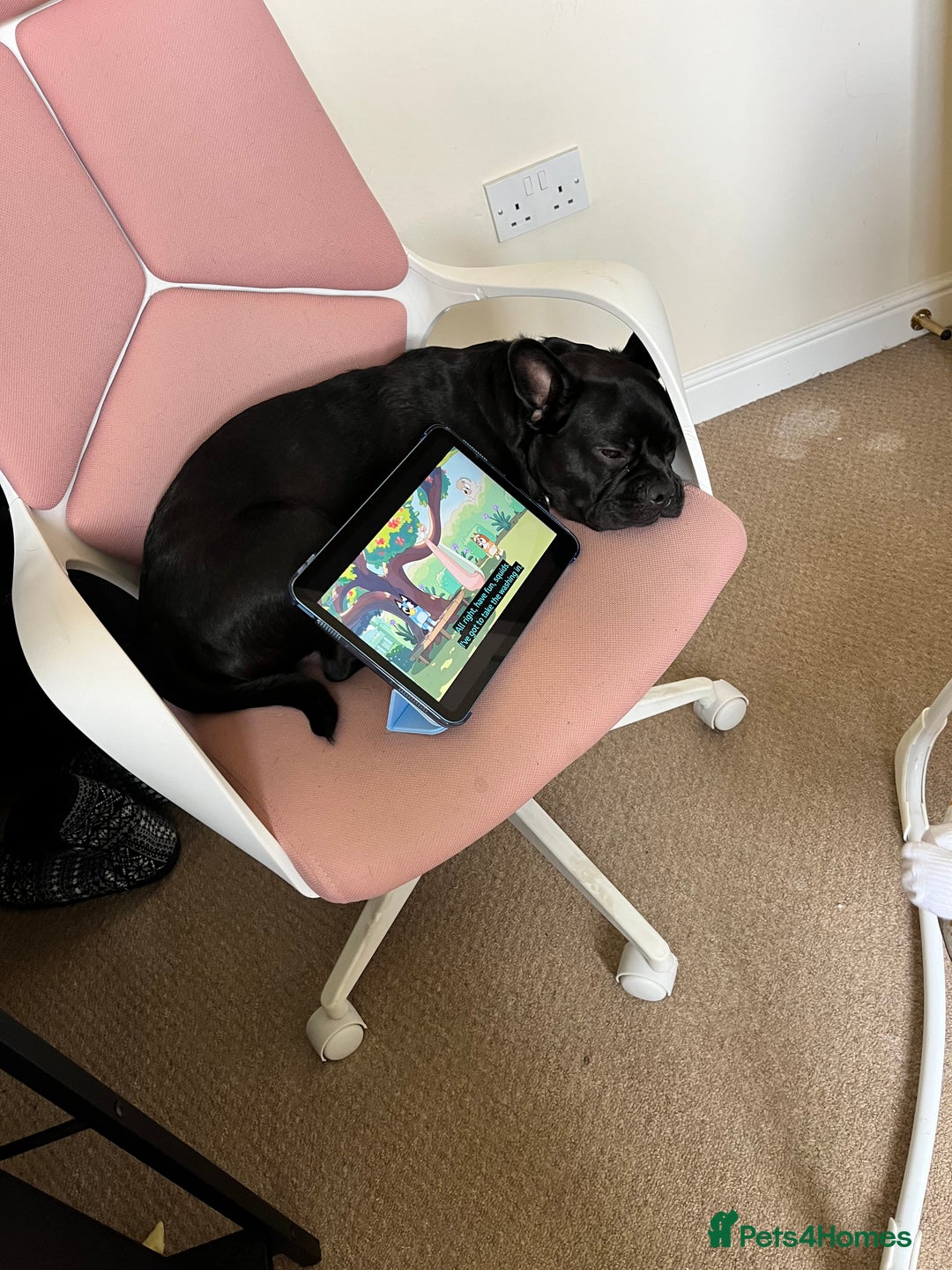 Frug dogs for sale: Female frug - Image 3
