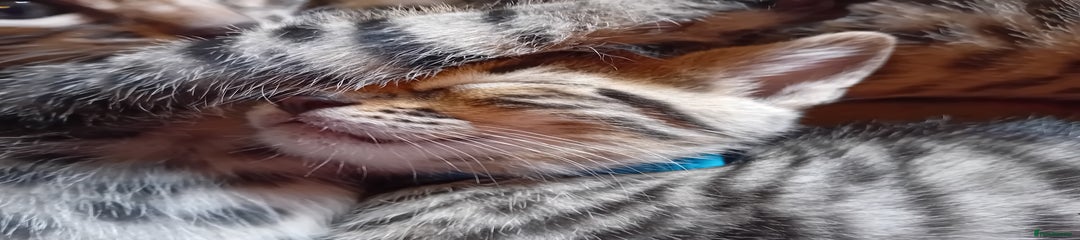 🐾 Blue Collar – “Benny”