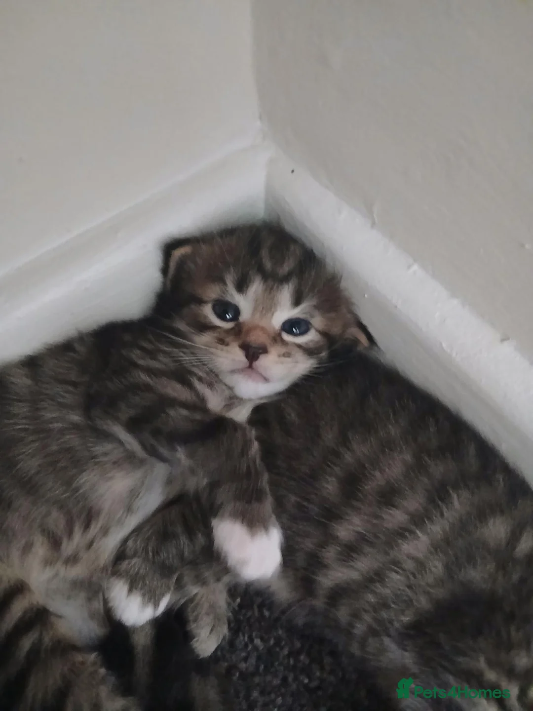 British Shorthair cats for sale: Beautiful tabby kittens - Advert 2
