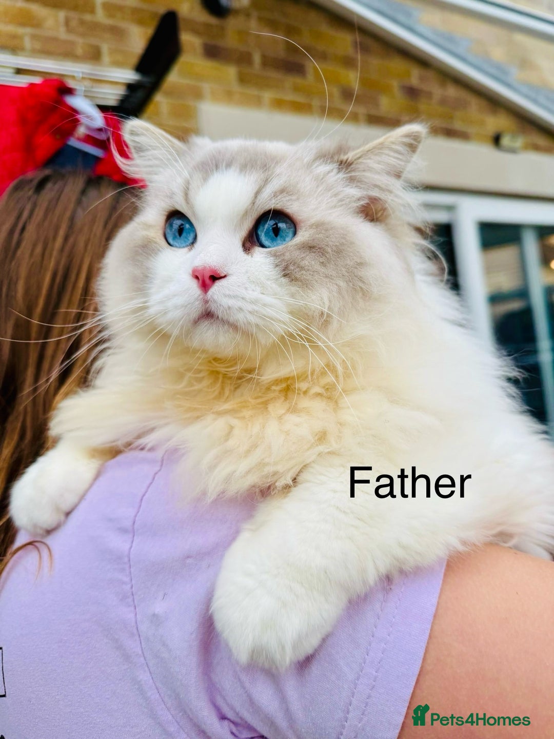 Ragdoll cats for sale: DNA Tested Charming Ragdoll Kittens - Advert 10