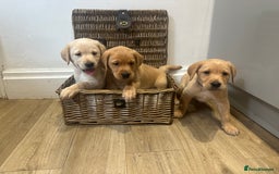 Labrador Retriever dogs for sale: My lovely Labrador puppies - Image 8