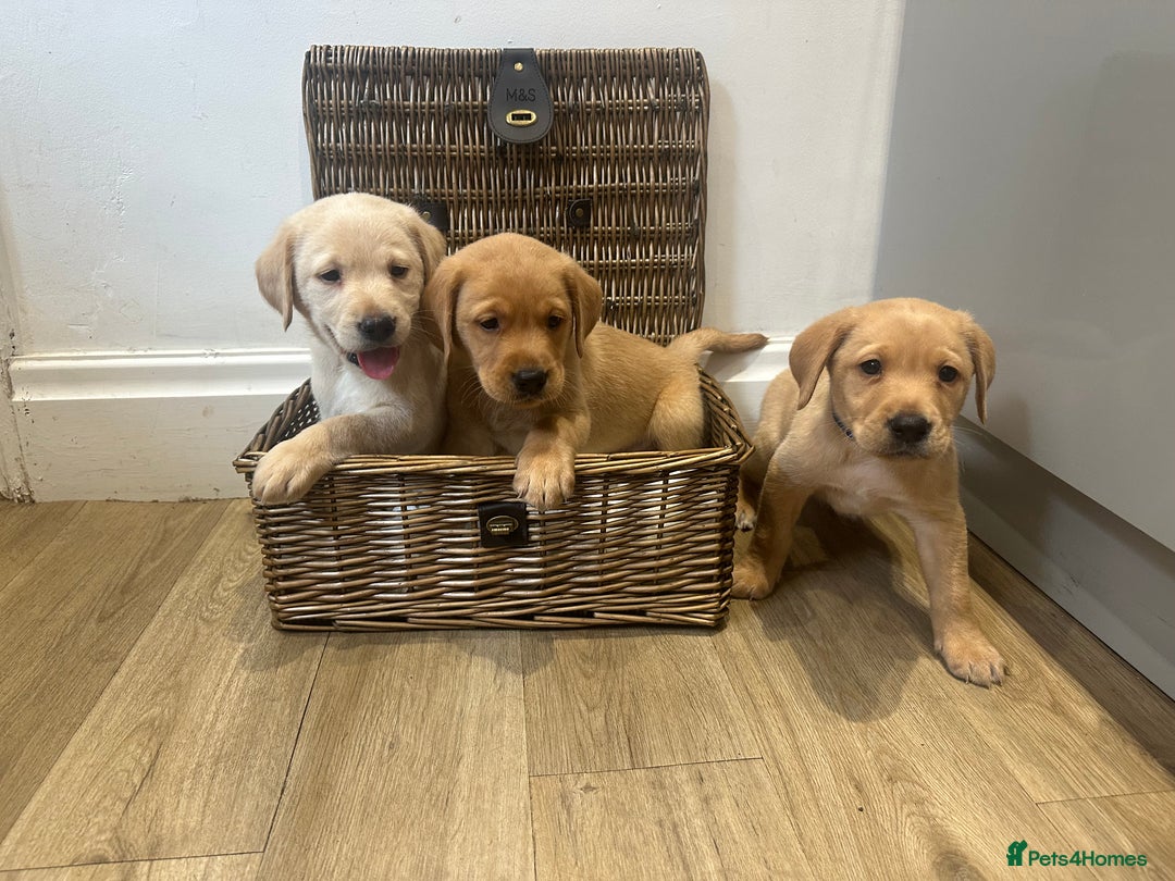 Labrador Retriever dogs for sale: My lovely Labrador puppies - Image 8