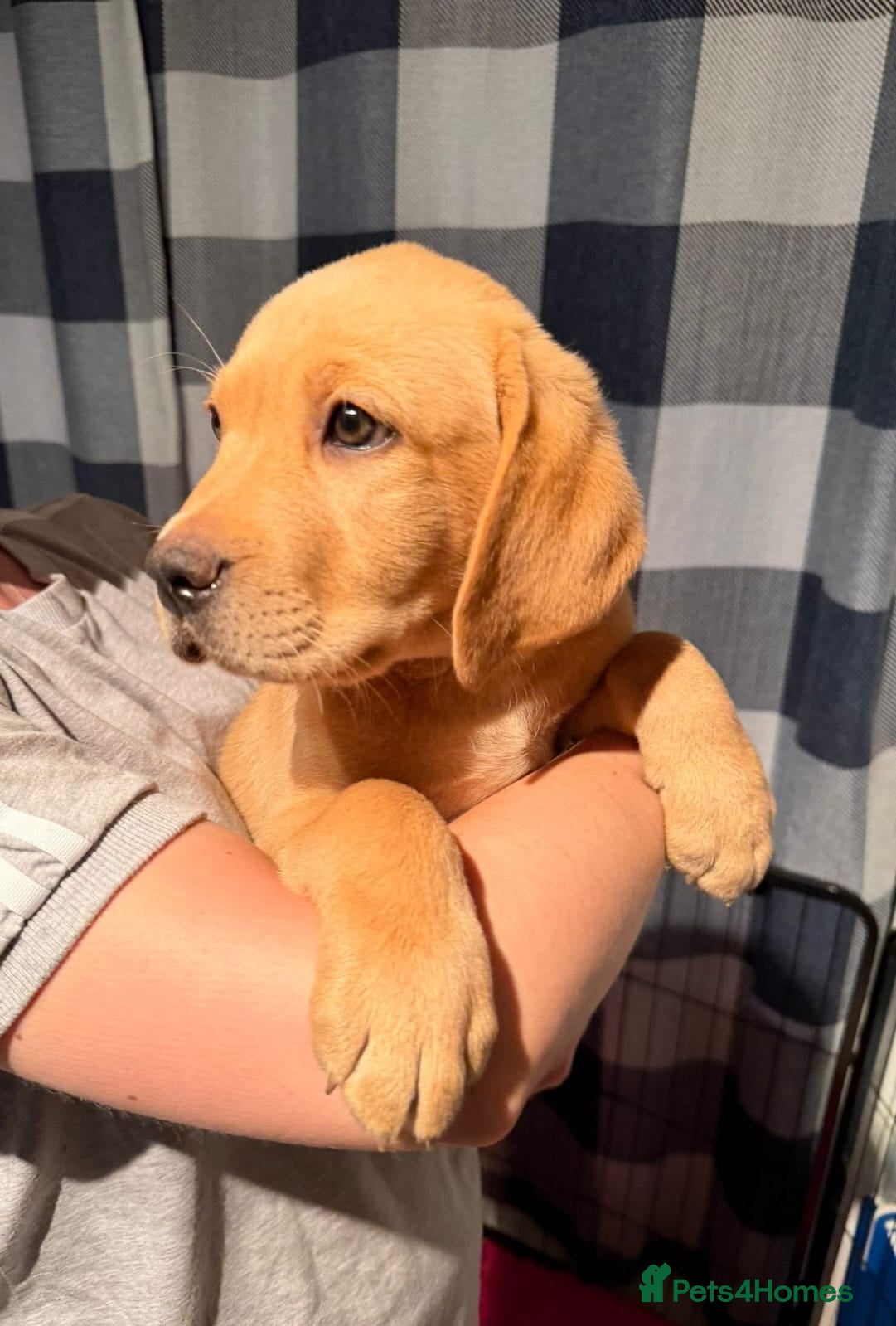 Labrador Retriever dogs READY TO GO! Labrador Pups. KCreg. - Advert 2