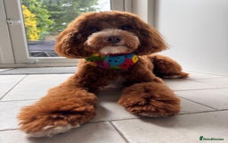 Mixed Breed dogs for sale: F1B mini goldendoodle for sale to good home - Image 4