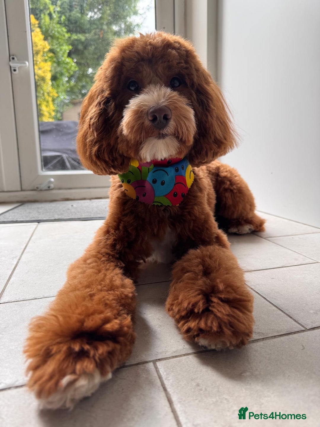 Mixed Breed dogs for sale: F1B mini goldendoodle for sale to good home - Image 4