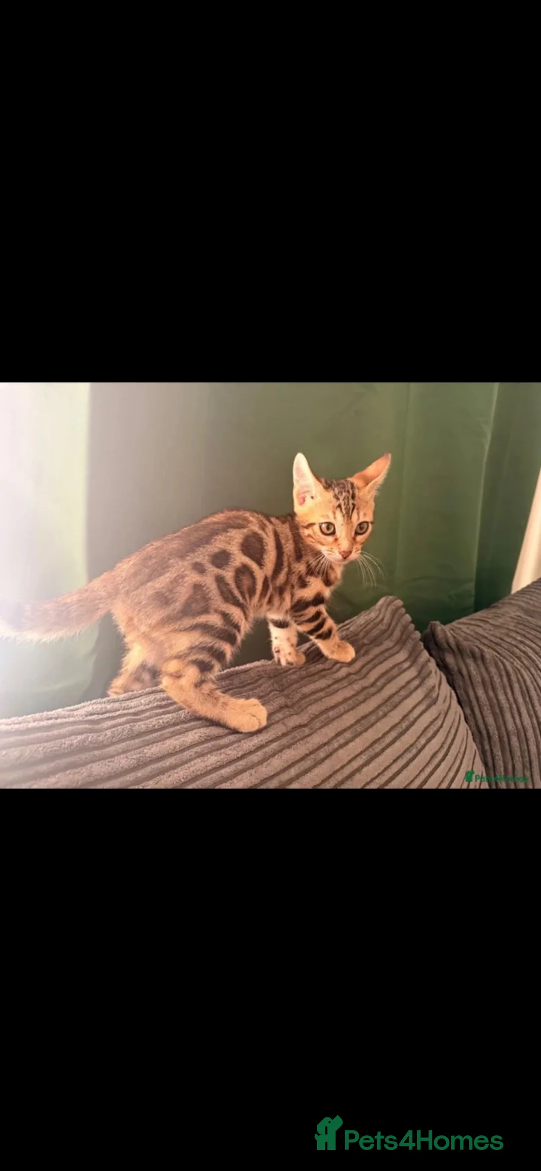 Bengal cats for sale: REDUCED Two Bengals READY for their forever homes  - Advert 40