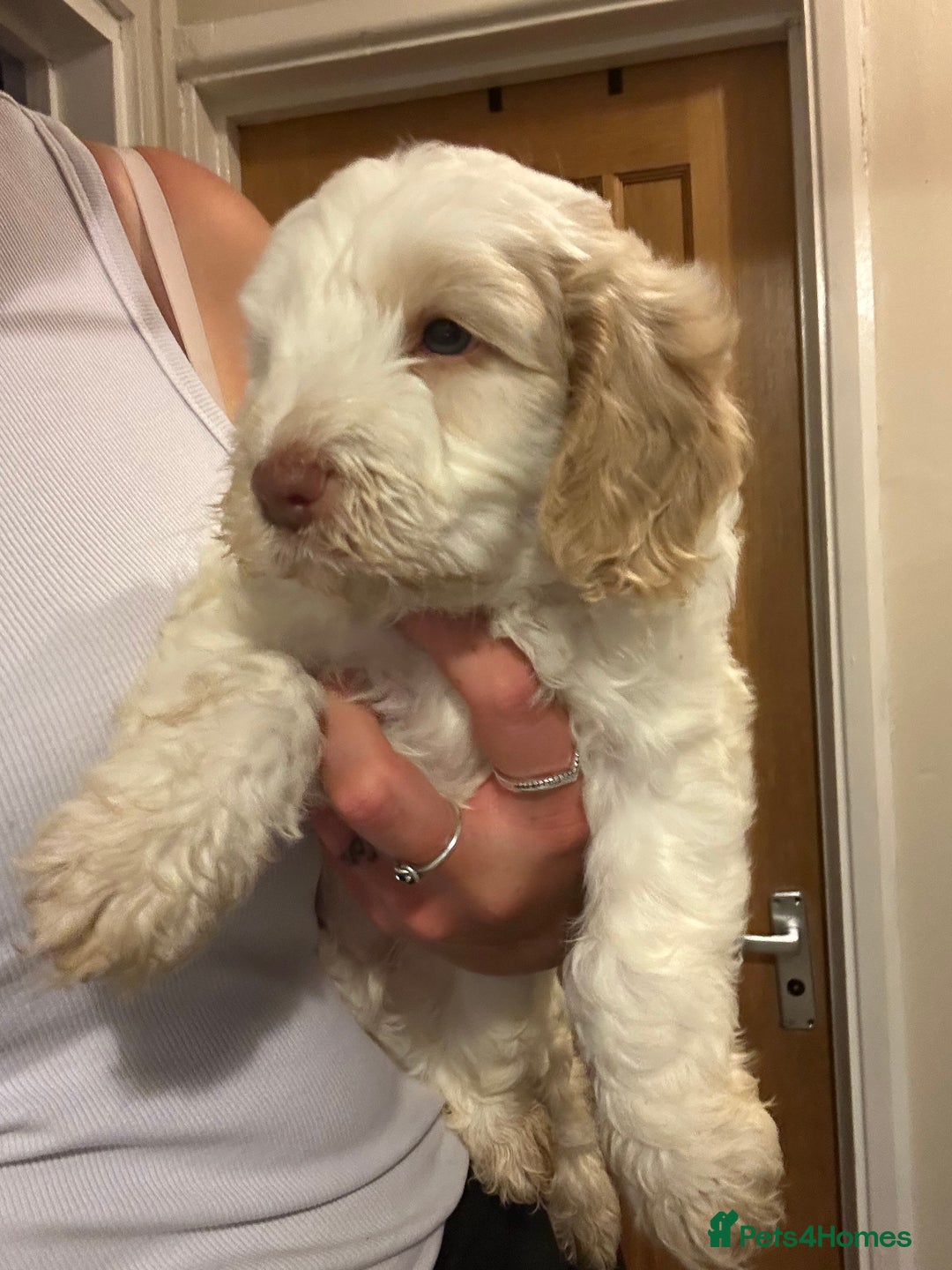 Cockapoo dogs for sale: Stunning f1 show cockapoos  - Image 14