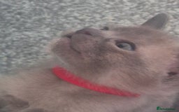 Burmese cats for sale: Burmese kittens for sale in Doncaster - Image 3