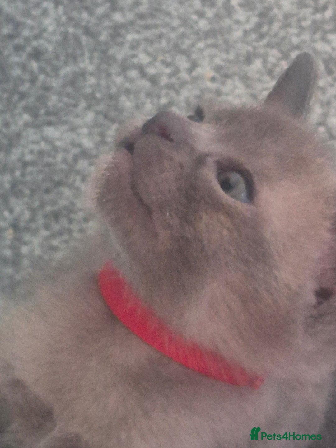 Burmese cats for sale: Burmese kittens for sale in Doncaster - Image 3