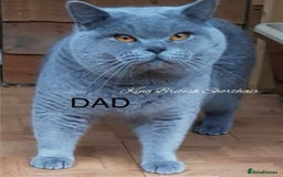 British Shorthair cats for sale: GCCF registered British shorthair kitten  - Image 1