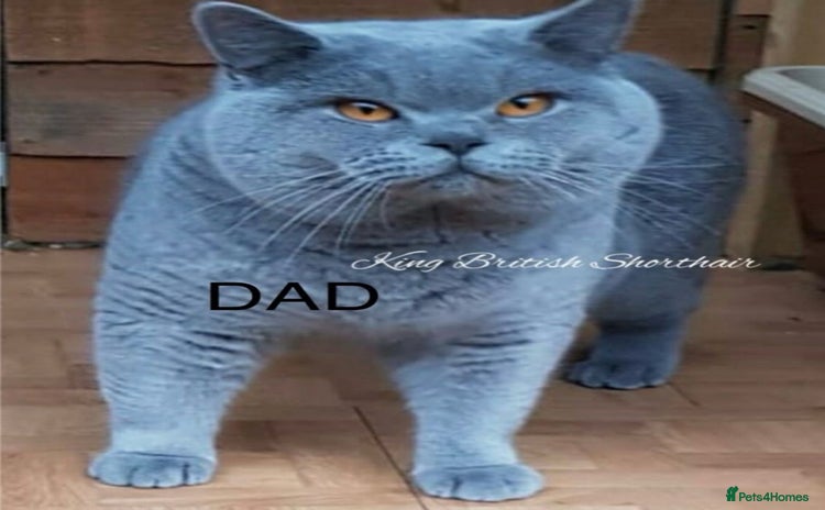 British Shorthair cats - Advert 2