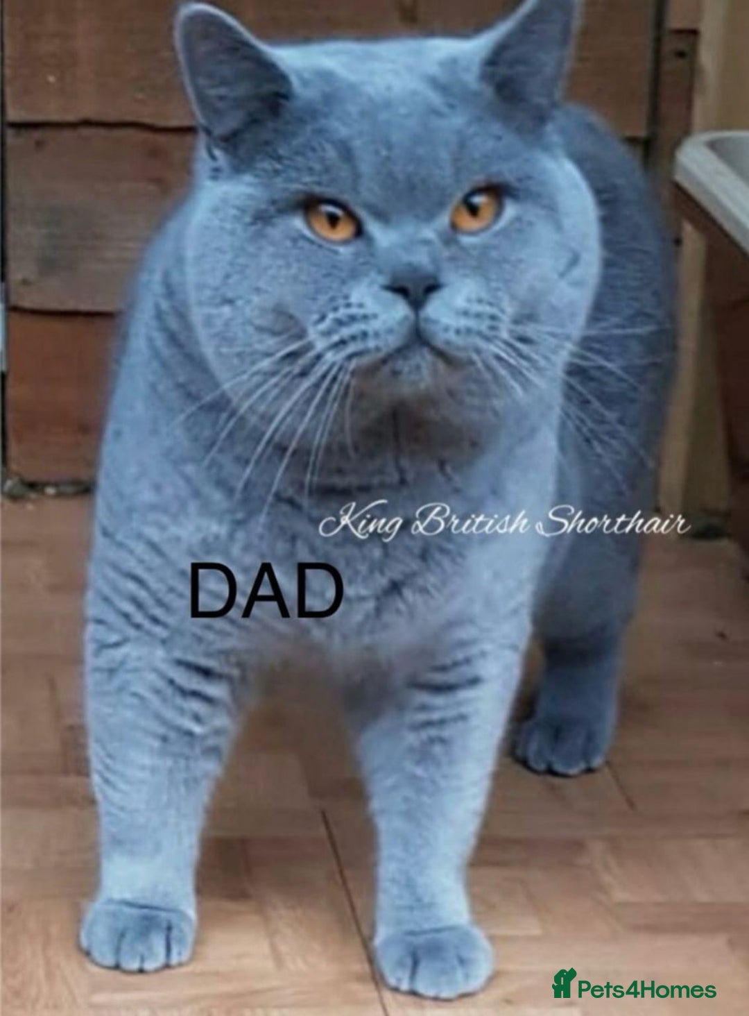 British Shorthair cats for sale: GCCF registered British shorthair kitten  - Image 1