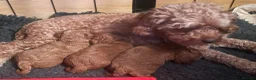 Cavapoo dogs for sale: BEAUTIFUL TOY CAVAPOO PUPPIES DNA TESTED PARENTS - Advert 5