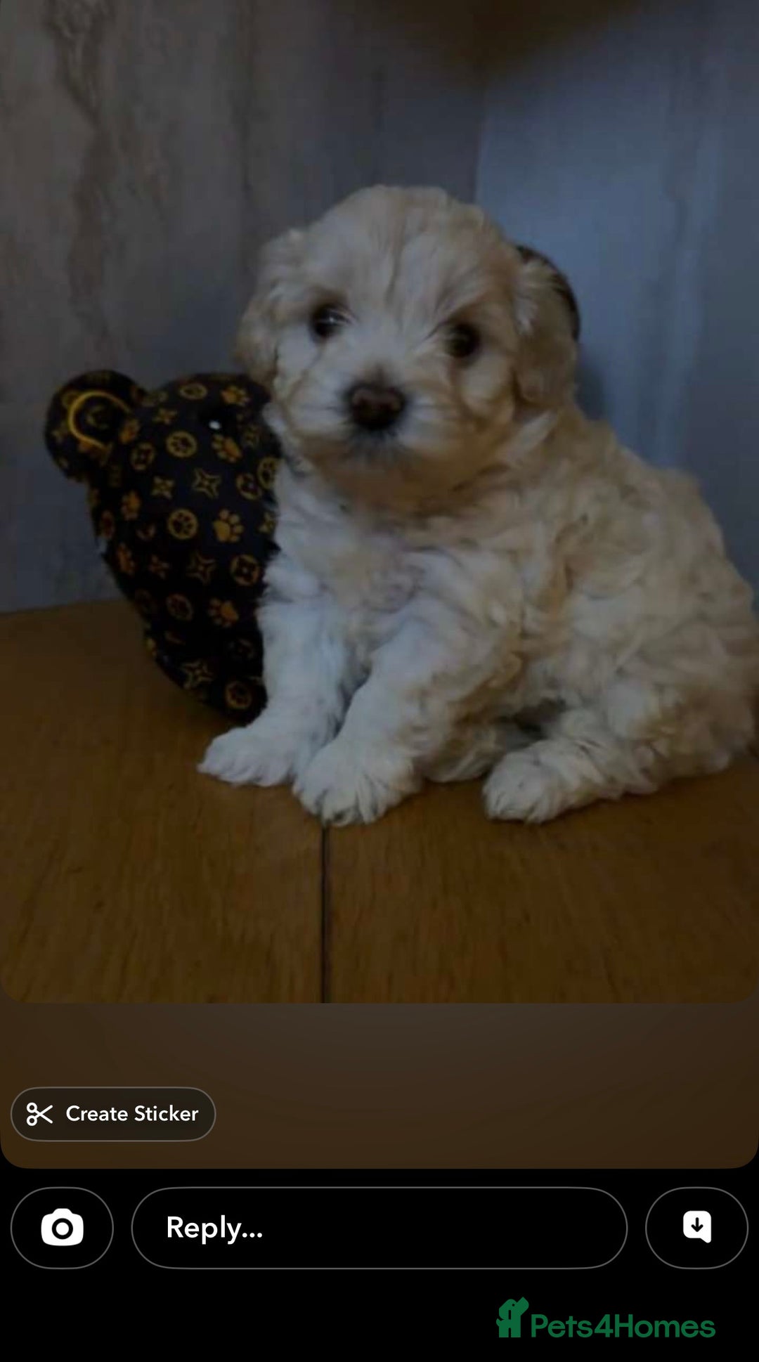 Maltipoo dogs for sale: Maltipoos puppies  - Advert 3