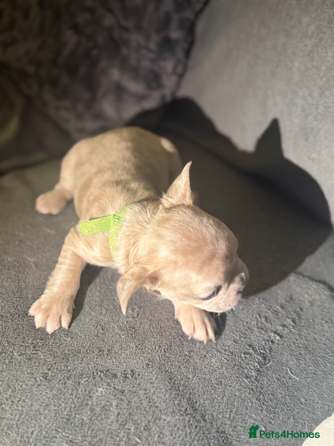 French Bulldog dogs for sale: French Bulldog Puppies–Looking for Forever Homes - Advert 10