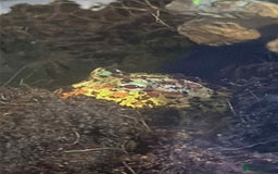Frog reptiles for sale: Pacman Frog - Image 1