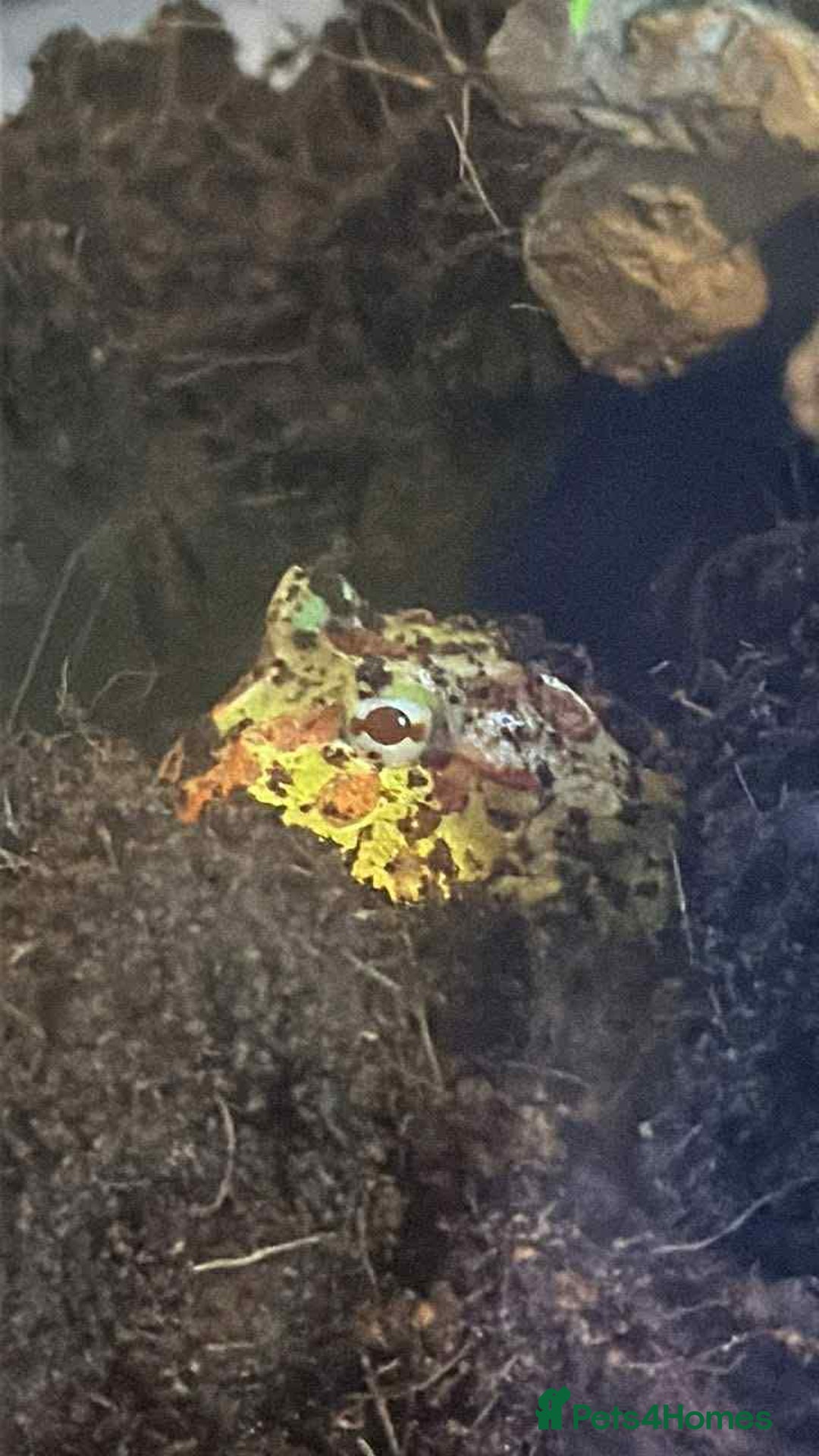 Frog reptiles for sale: Pacman Frog - Image 1
