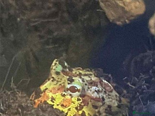 Frog reptiles - Advert 26