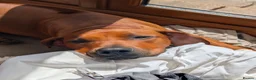 Rhodesian Ridgeback dogs for stud: Looking for a stud - Advert 4