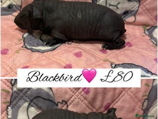 Guinea Pig rodents Skinny pigs - Advert 12