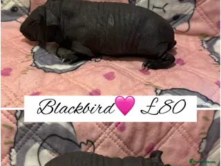 Guinea Pig rodents Skinny pigs - Advert 15