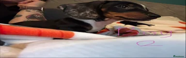 Miniature Dachshund 2