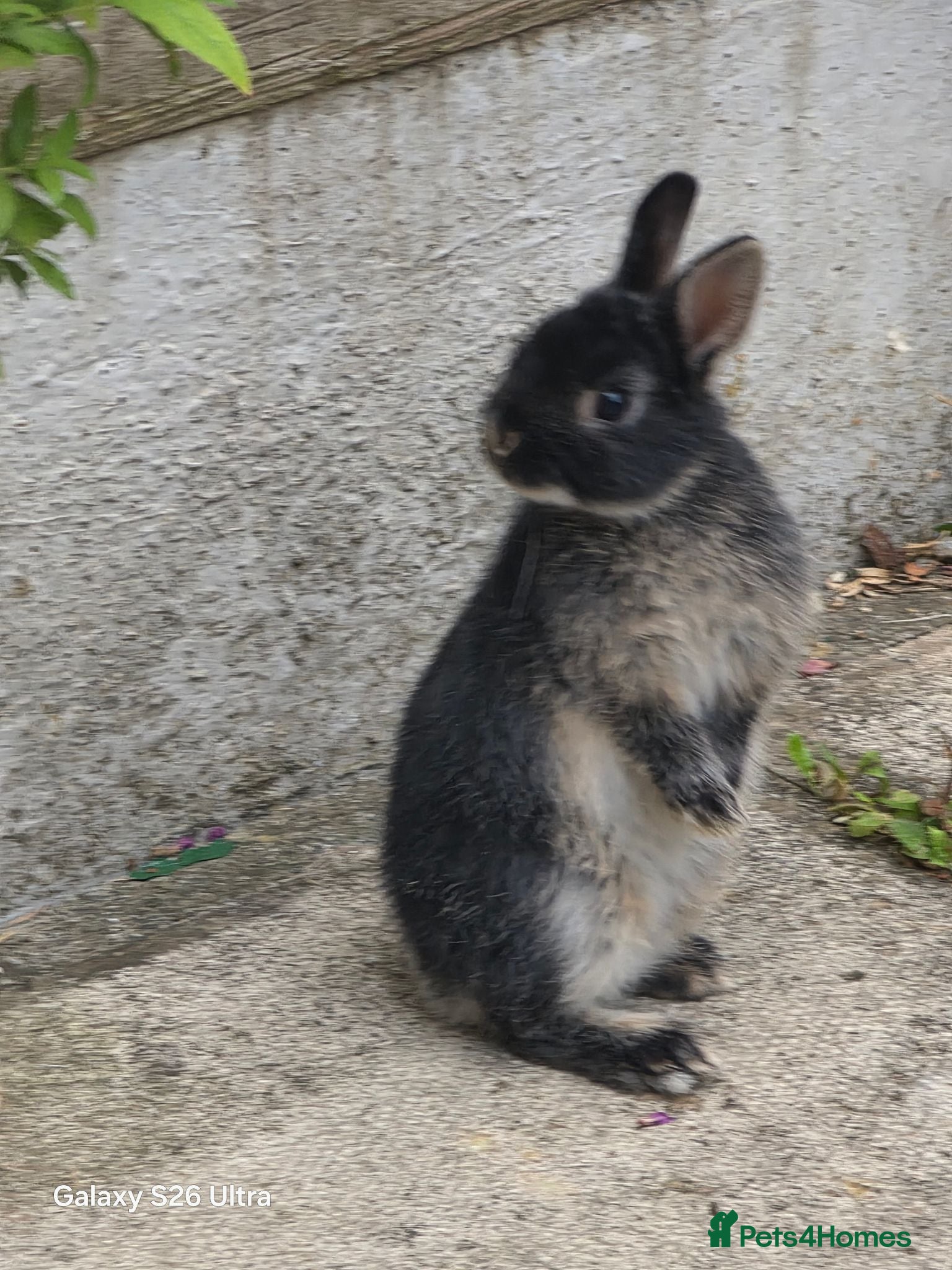 Netherland Dwarf rabbits Beautiful Netherland Dwarf bunnies - Advert 1