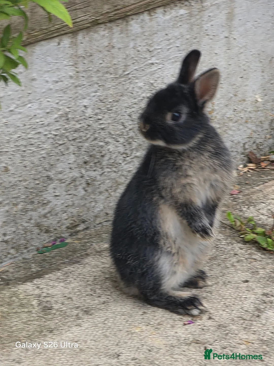 Netherland Dwarf rabbits for sale: Beautiful Netherland Dwarf bunnies - Advert 1