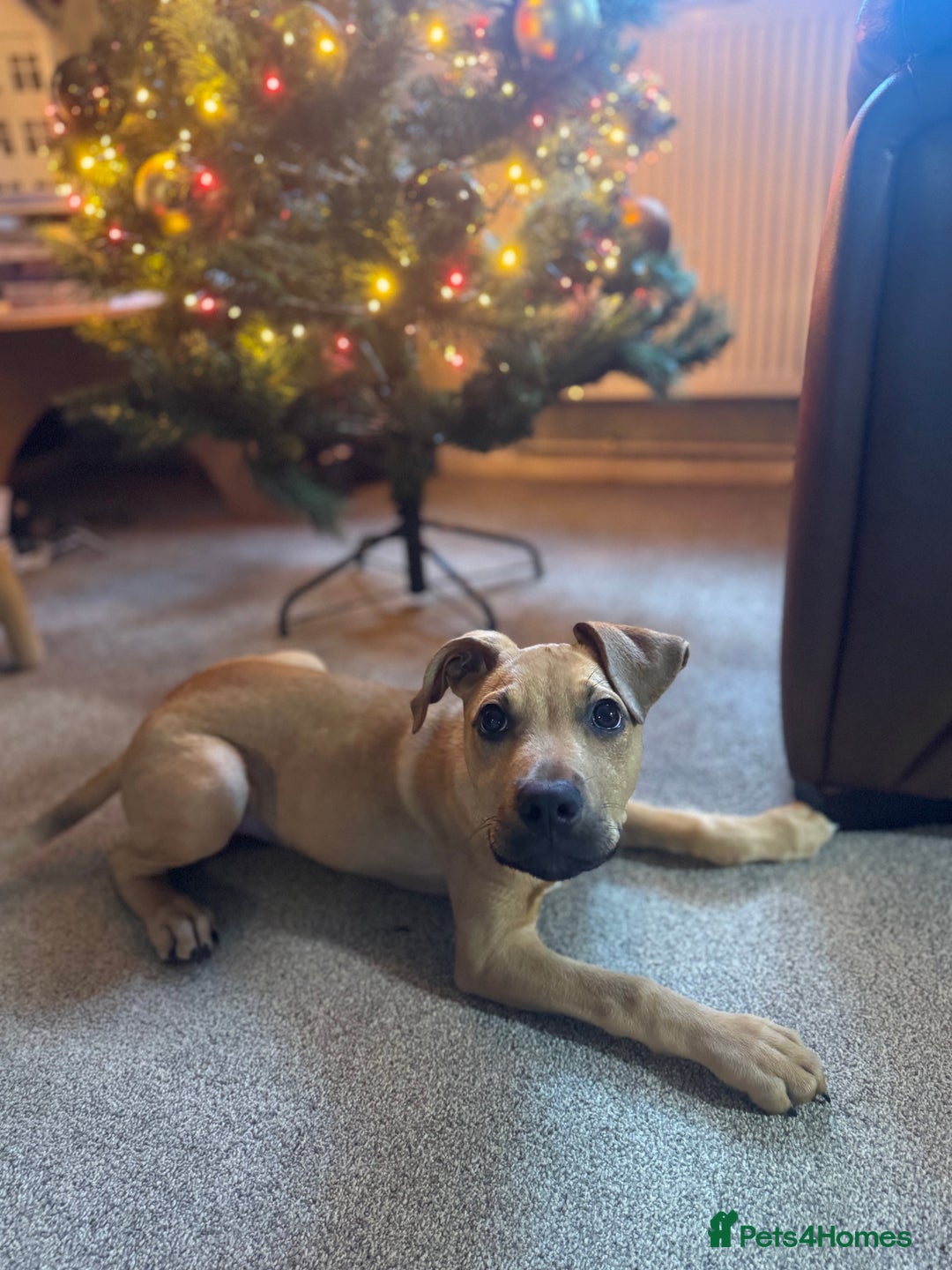 Mixed Breed dogs for sale: Little rottie x staff for sale  - Advert 2