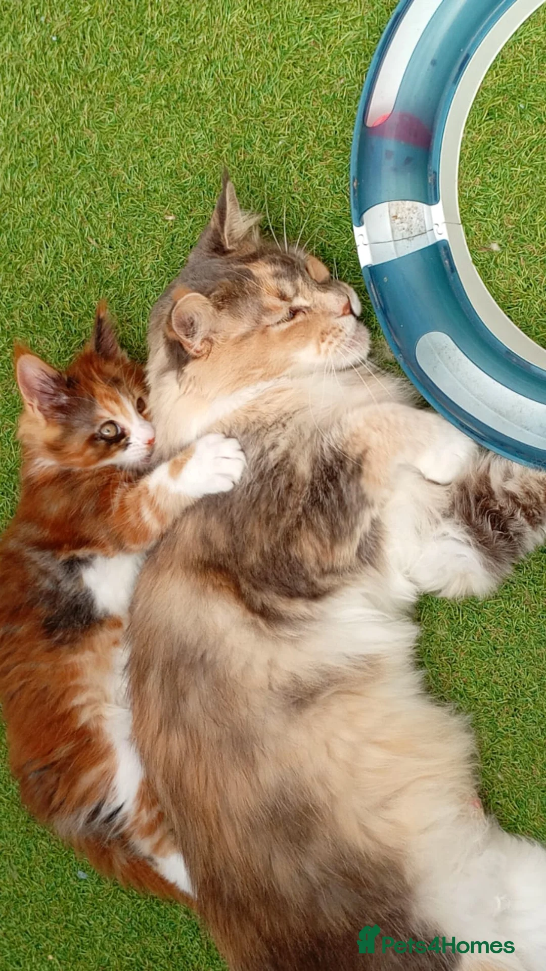 Maine Coon cats for sale: Stunning Female Maine Coon Kitten in Nantwich - Advert 7