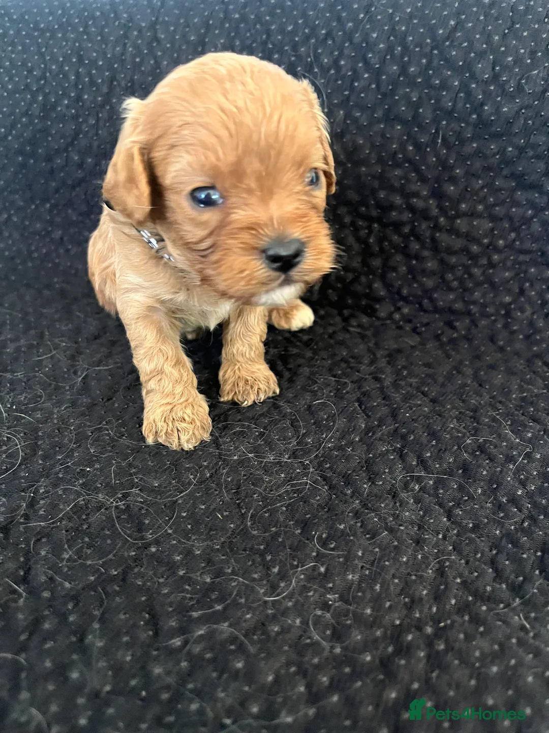 Cavapoo dogs for sale: 🧡💚 first generation cavapoo💚🧡 in Sunbury-on-Thames - Advert 9