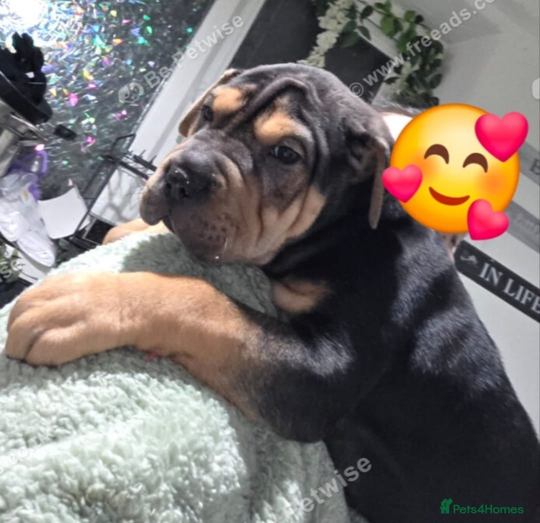 Shar Pei dogs Gorgeous girl 9 weeks old seeking forever home  - Advert 6