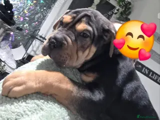 Shar Pei dogs Gorgeous girl 9 weeks old seeking forever home - Advert 6