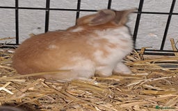 Mixed Breed rabbits for sale: Adorable Male & Female Rabbits - With Hay & Food - Image 4