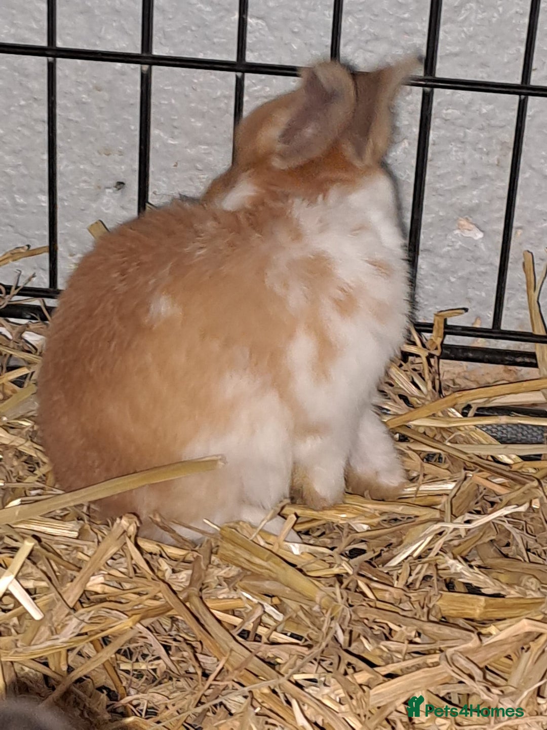 Mixed Breed rabbits for sale: Adorable Male & Female Rabbits - With Hay & Food - Image 4