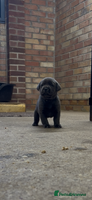 Labrador Retriever dogs - Advert 3