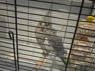 Cockatiels birds 2 tamed cokatiel male and female - Advert 1