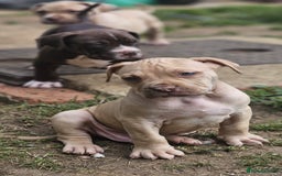 Mastiff dogs for sale: Boerbel x ultimate Mastiff in London - Image 22