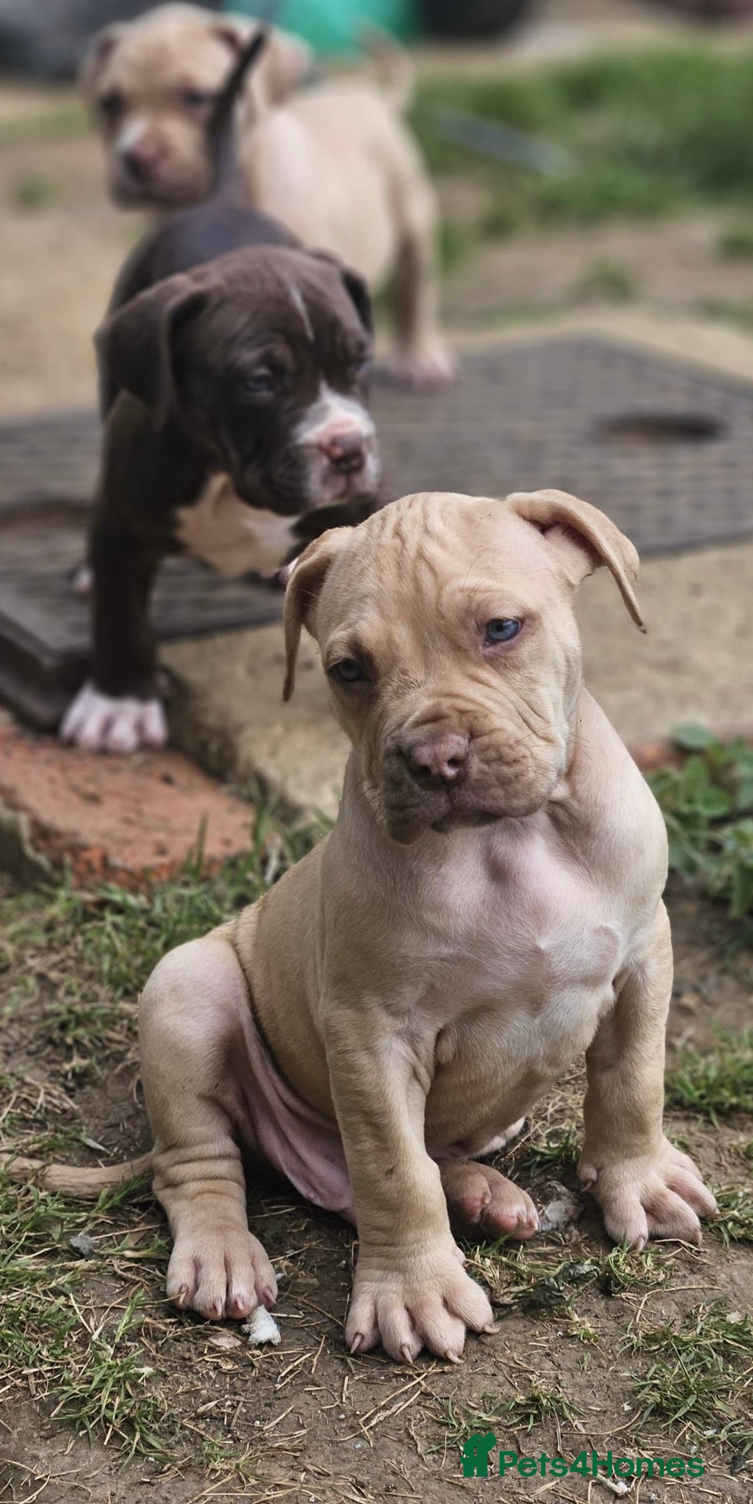 Mastiff dogs for sale: Boerbel x ultimate Mastiff in London - Image 22