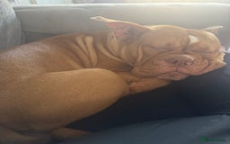 Old Tyme Bulldog dogs for sale: Old Tyme English Bulldog - Image 1