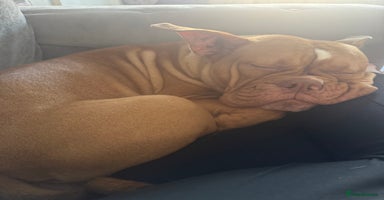 Old Tyme Bulldog dogs - Advert 2