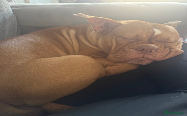 Old Tyme Bulldog dogs - Advert 1