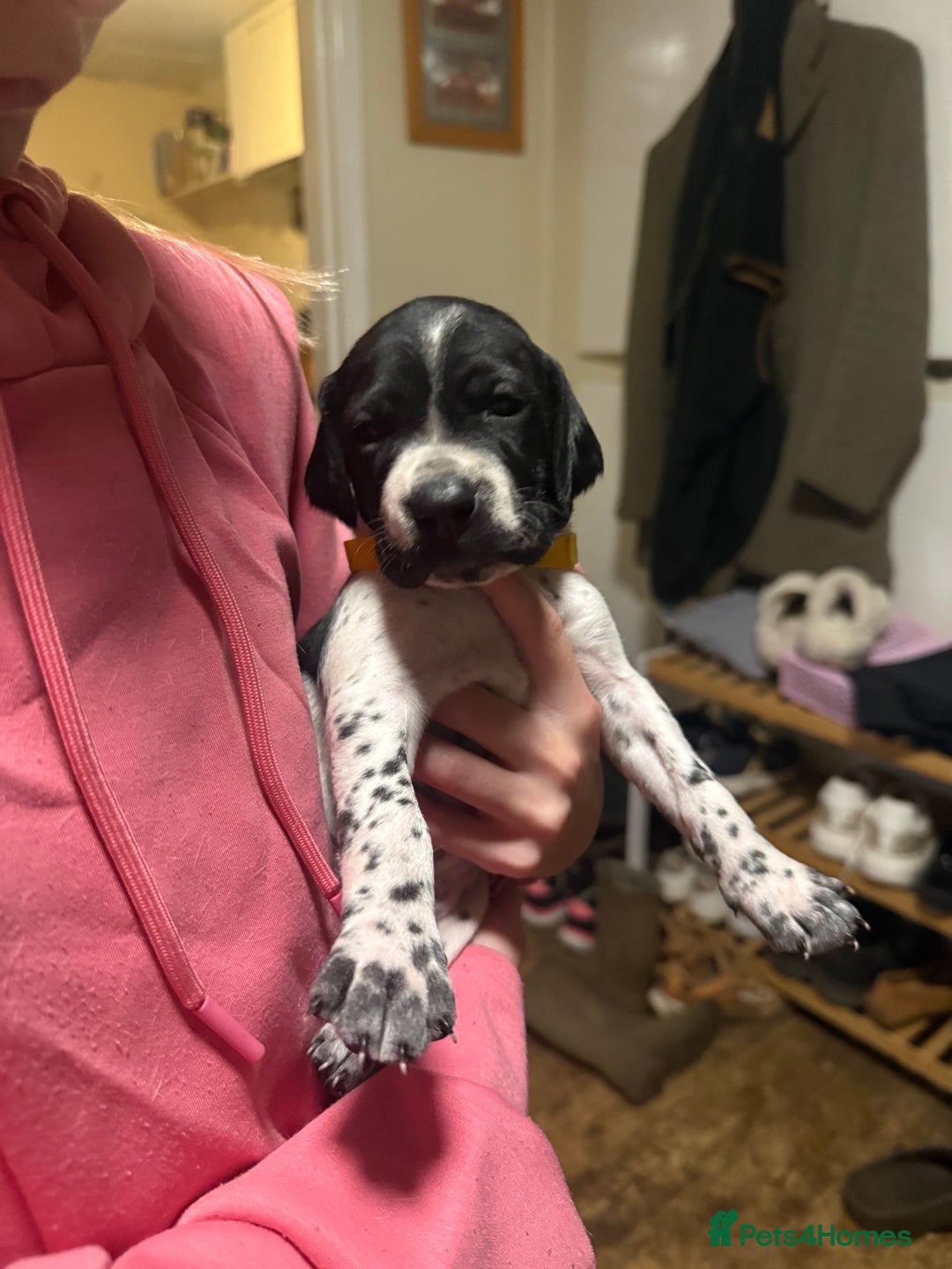 Pointer dogs for sale: Gorgeous English Pointers - Advert 10