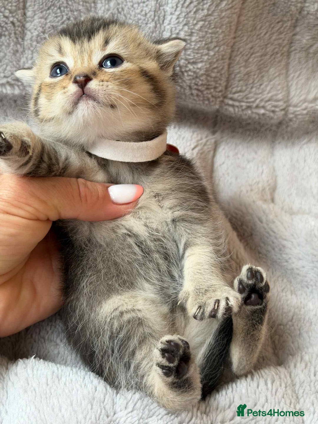 British Shorthair cats for sale: Lovely British Shorthair Golden TiCA - Image 11