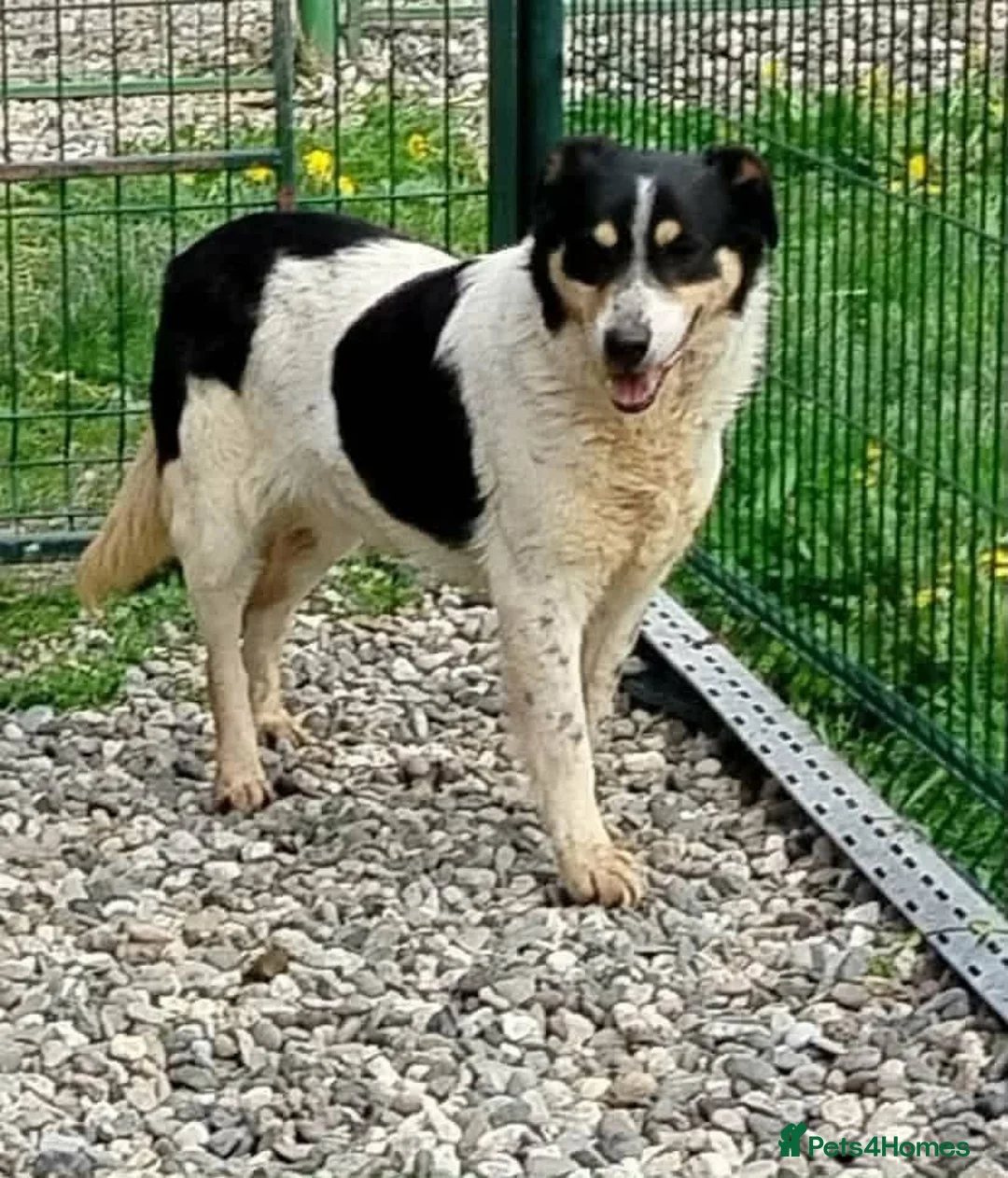 Mixed Breed dogs for adoption: ❤️ MEET FERN – LOOKING FOR HER FOREVER HOME ❤️🐾 in Chelmsford - Advert 2